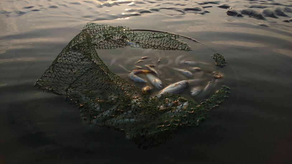 Fische Netz Fische Netz